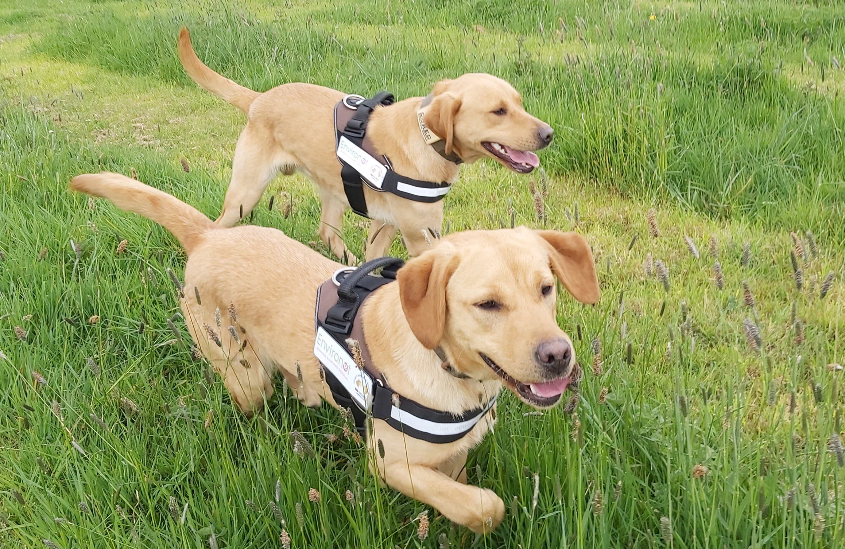 Detection dogs trained to root out Japanese knotweed