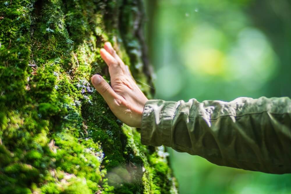 How will a tree preservation order impact our property purchase?
