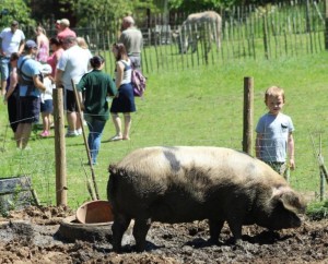 Lancing_College_Pigs_Open_Farm_Sunday