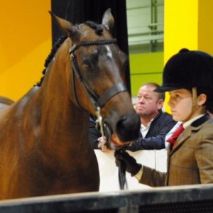 Bishop's_Stortford_Coll Horse Pippa