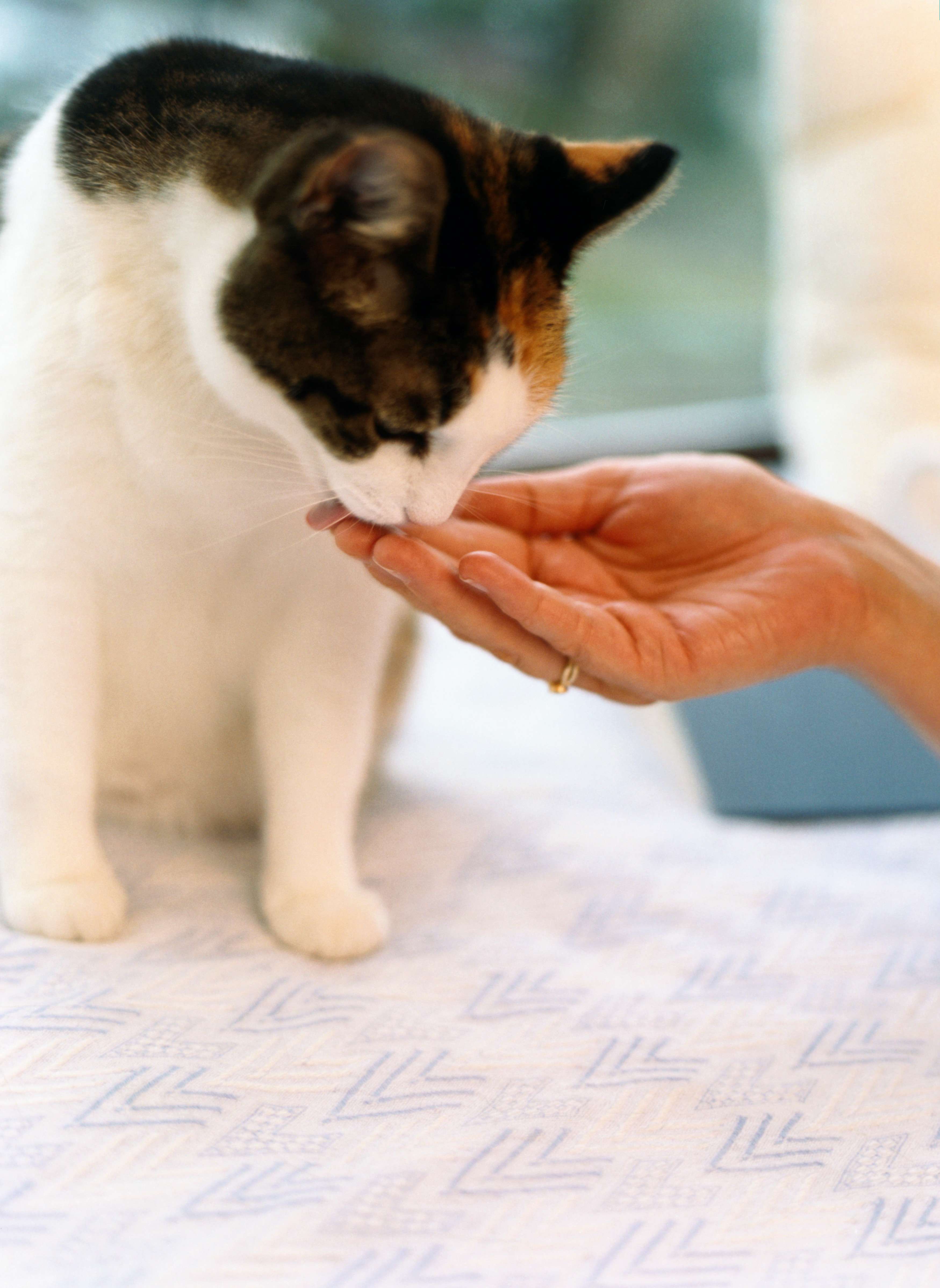 Sainsbury's launches luxury pet food range