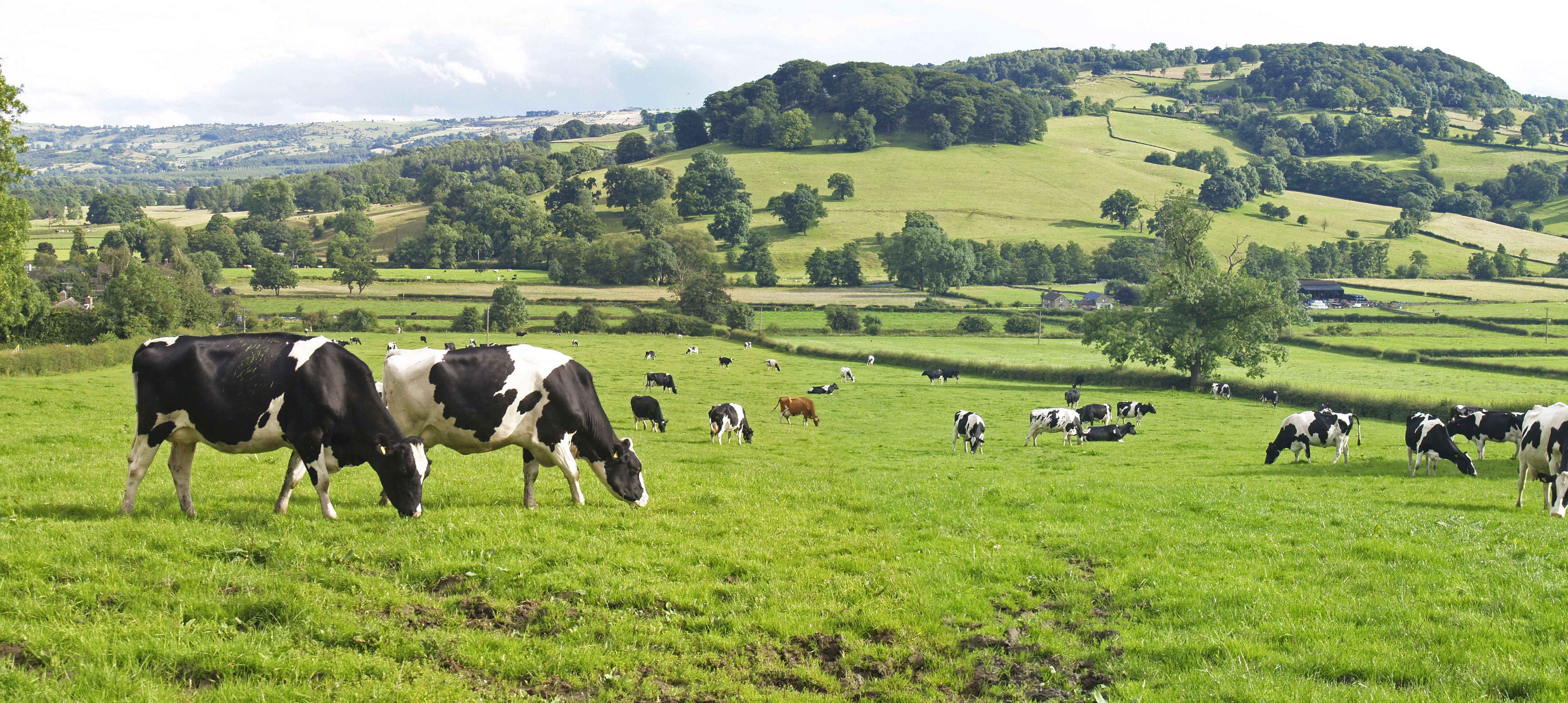 The Co-operative launches farming groups in support of British agriculture