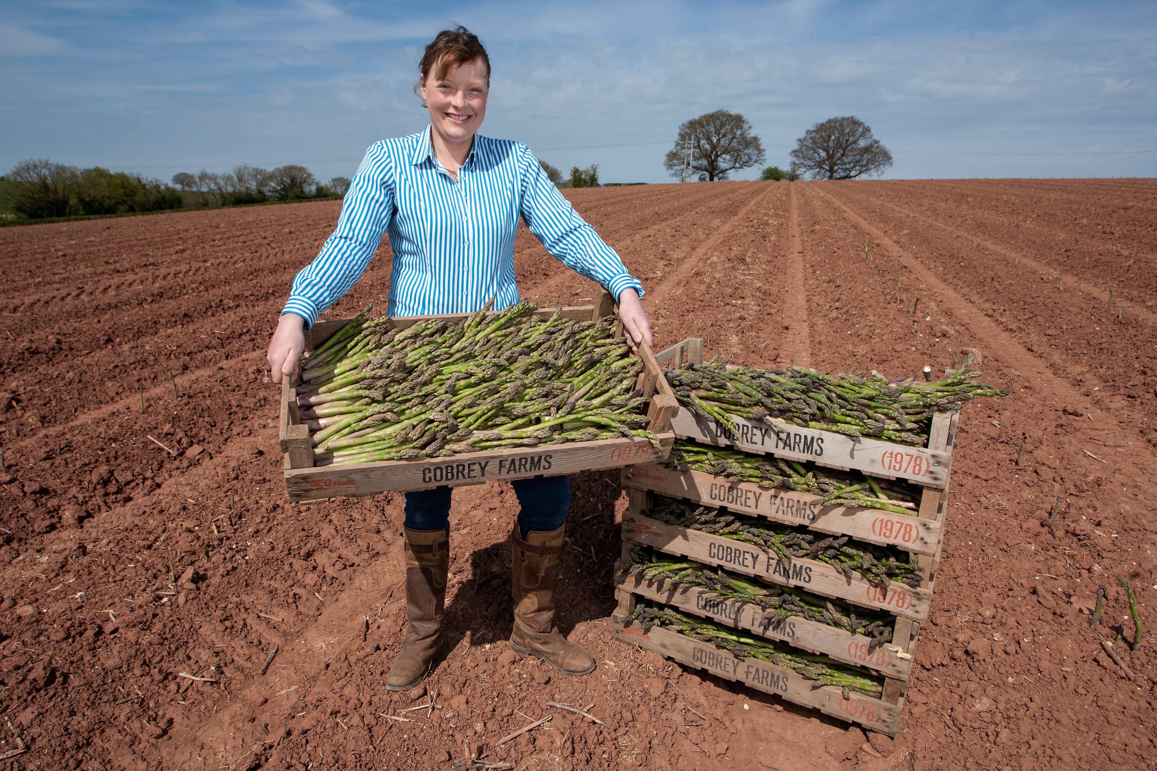 Morrisons predicts bumper asparagus crop