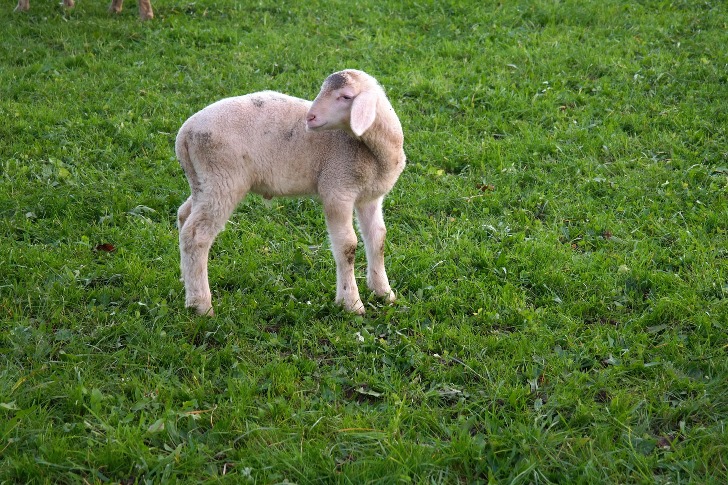 Lamb farmers sign two year contracts with Tesco