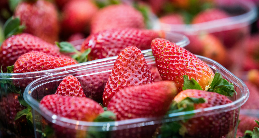 Scientists set to improve shelflife of strawberries