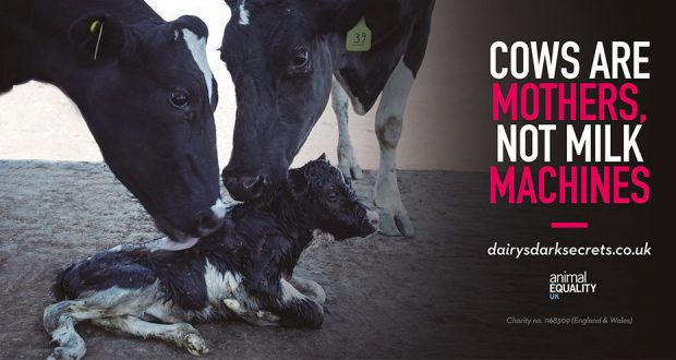 Dairy Campaign Faces Vegan Challenge