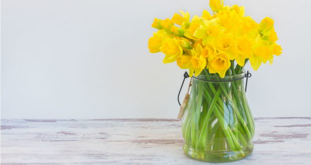 Spar sells daffodils for Marie Curie appeal