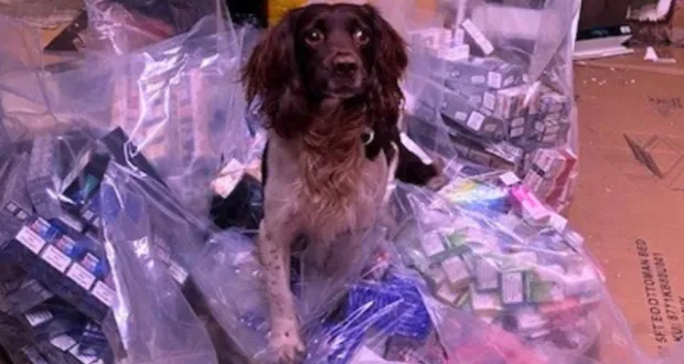 Over £70,000 worth of illegal tobacco and vapes seized from Walsall shops